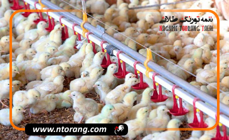 جوجه‌ریزی مهرماه به ۱۴۵ میلیون قطعه رسید
